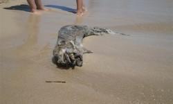 Strano animale portato a riva dalla forte mareggiata sulla spiaggia di "piri piri".