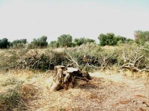 Ulivi secolari rasi al suolo nelle campagne di Manduria