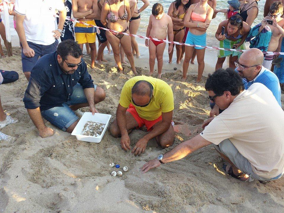 Caretta caretta