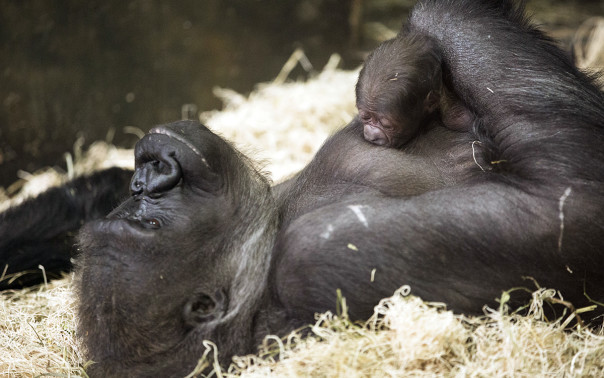 Nato 24 febbraio il piccolo gorilla è il 52 ° della sua specie nati a Lincoln Park Zoo.  © Todd Rosenberg Photography 2015