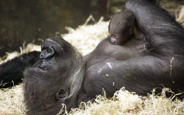 La tenerezza di mamma Bahati - Il gorilla appena nato abbracciato alla sua mamma 1 Nato 24 febbraio il piccolo gorilla è il 52 ° della sua specie nati a Lincoln Park Zoo. © Todd Rosenberg Photography 2015