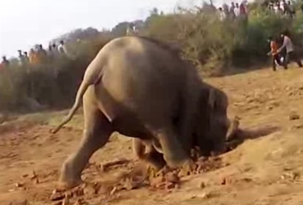 mamma elefante salva il suo piccolo
