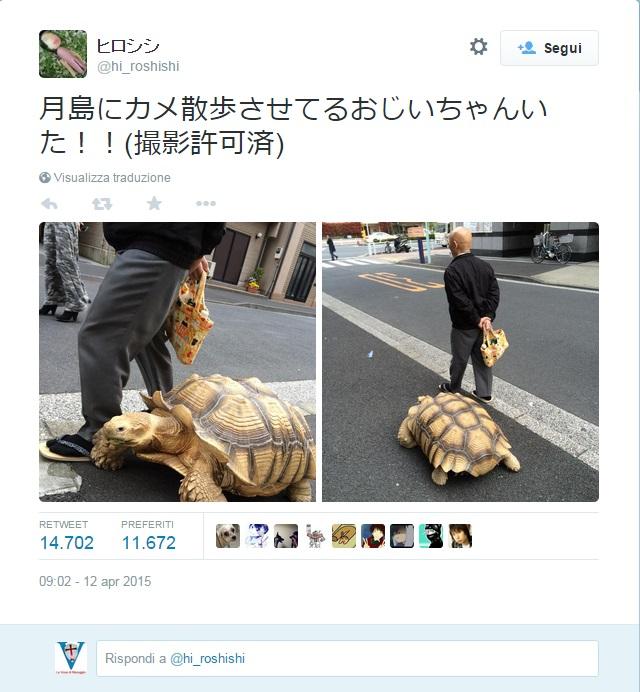 tartaruga a passeggio a tokio