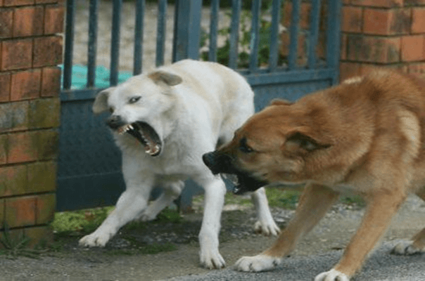 cane aggressione
