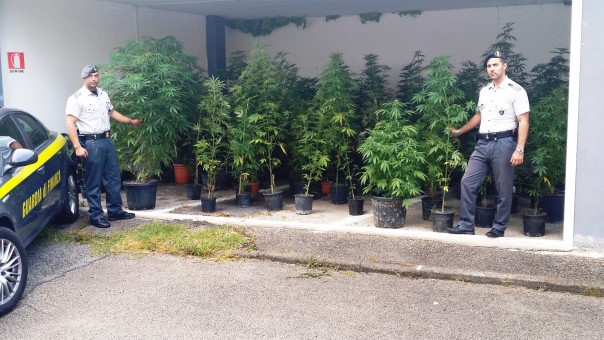 6610_22.07.2015 - sequestro piante marijuana
