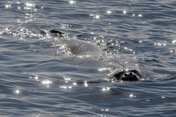 Eccezionale avvistamento: foca monaca nelle acque della marina di Tricase nel Basso Salento