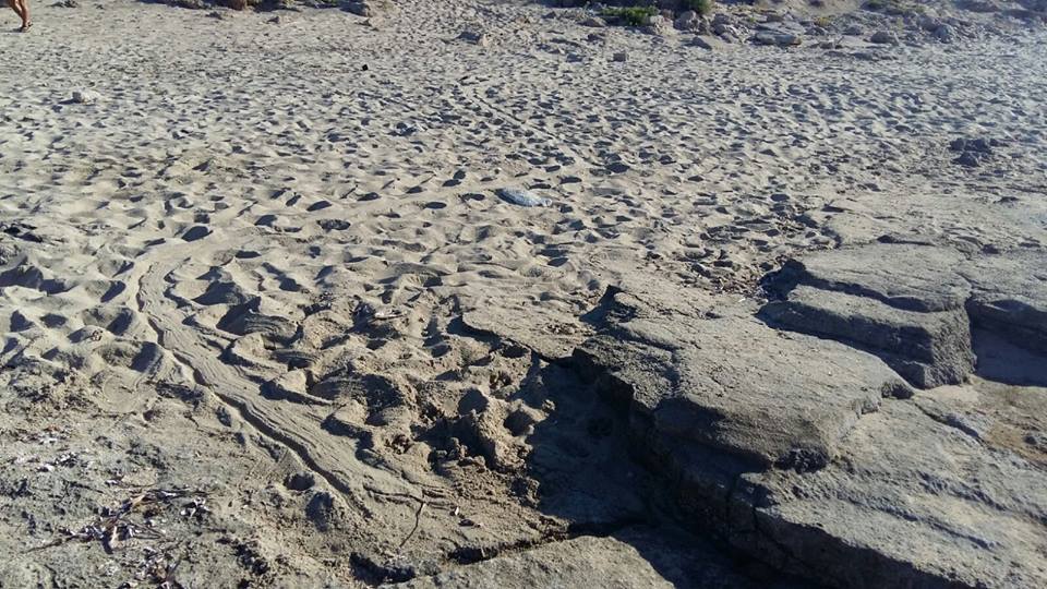 Maruggio, scoperta una "Digging track" di tartaruga marina in località Acquadolce - Piri Piri