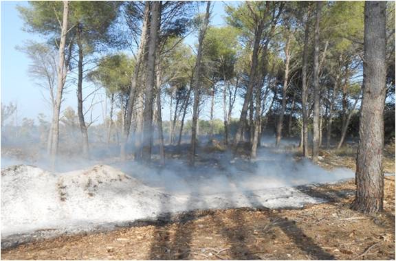 Lecce, colto in flagrante per tentato incendio un pensionato  nel Parco Regionale  “BOSCO E PALUDI DI RAUCCIO”