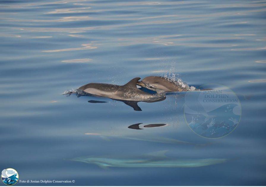 O'Barry a Taranto per studiare delfini con la Jonian Dolphin Conservation