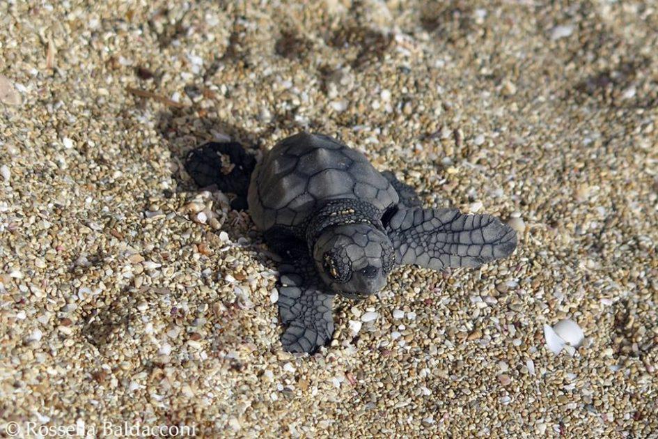 Si schiudono le uova di tartaruga sulla spiaggia di Campomarino di Maruggio