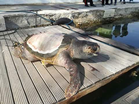 La macabra fine di Gaetana, la tartaruga salvata dal WWF