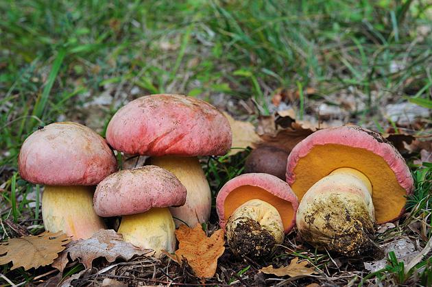 Manduria: mangiano funghi tossici scambiati per porcini. Anche un bimbo ricoverato per avvelenamento
