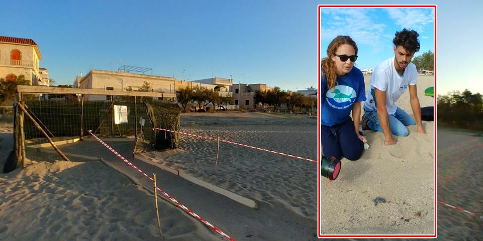 Si schiudono le uova di tartaruga sulla spiaggia di Campomarino di Maruggio