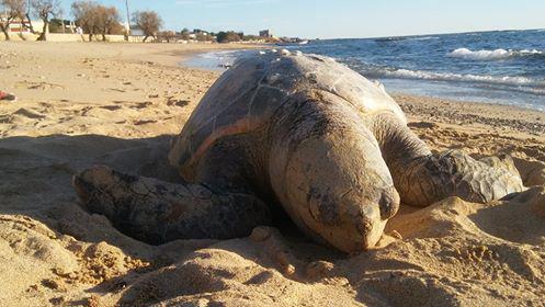 Tartaruga di 30 kili spiaggiata e rivenuta morta sul litorale di Torre Ovo