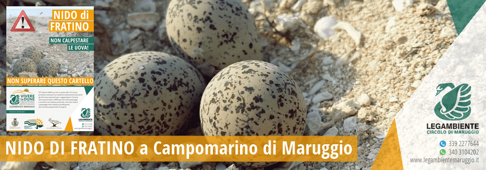 Scoperto anche Campomarino, in località “Acquadolce”, un nido di Fratino. Messo in sicurezza da Legambiente Maruggio