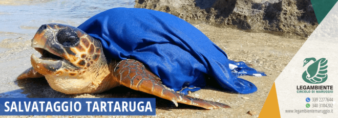 Campomarino di Maruggio: messa in salvo tartaruga marina della specie "Caretta caretta"