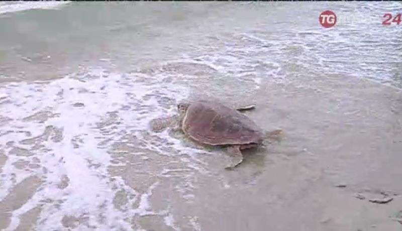 Torricella località Trullo di Mare, tartaruga uccisa a colpi di remi