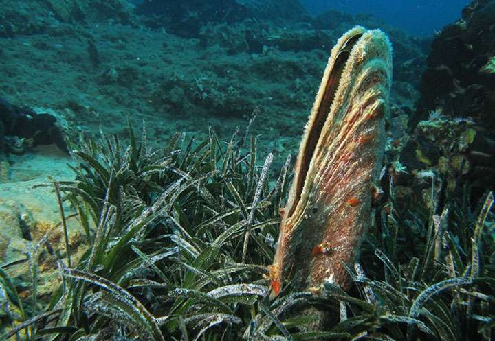 Porto Cesareo. Forse un batterio sta provocando la morte di migliaia molluschi Pinna nobilis nell'area marina protetta