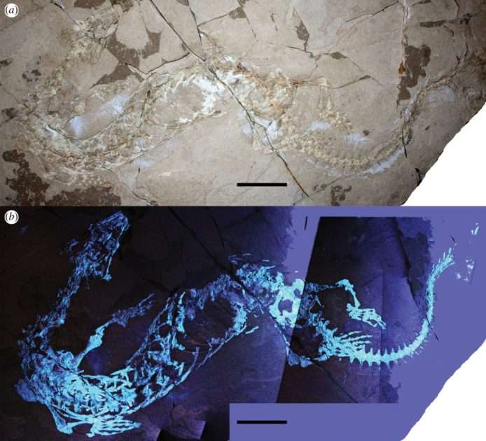 Primitivus manduriensis, la lucertola preistorica scoperta dovuta ad un fossile ritrovato tempo fa in agro di Nardò