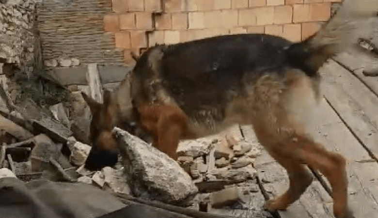 Avvelenato Kaos, il cane pastore che salvò vite sotto le macerie di Amatrice e Rigopiano
