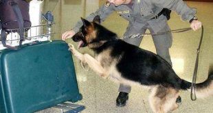 cane-antidoga-gdf