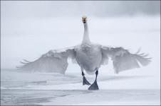 inside swan running towards camera