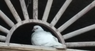 20160325_175146