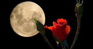 lunarosa