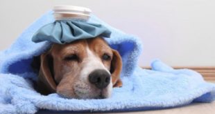 "Grave motivo personale e di famiglia": concessi due giorni di permesso retribuito per curare il suo cane