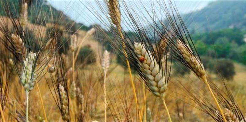 Il futuro del grano di qualità protagonista a Taranto