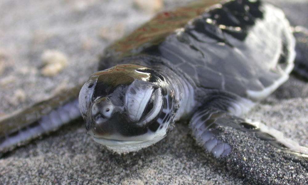La luce artificiale il pericolo maggiore per le tartarughine "Caretta caretta"