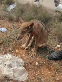 Rinvenuto un cucciolo di lupo agonizzante e malnutrito nelle campagne di Avetrana