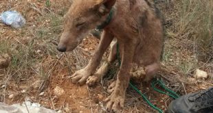 Rinvenuto un cucciolo di lupo agonizzante e malnutrito nelle campagne di Avetrana