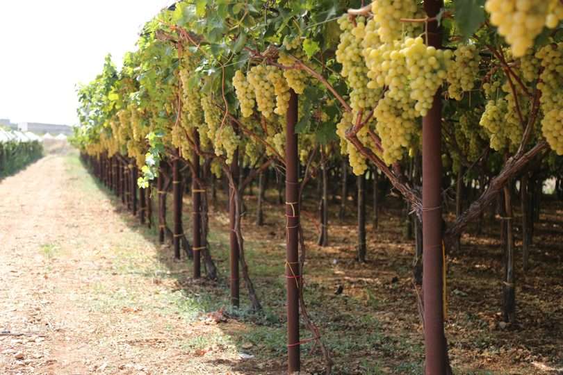 In Puglia la campagna dell’uva da tavola messa a rischio non solo dai rincari della GDO ma anche dalle OP “deviate”