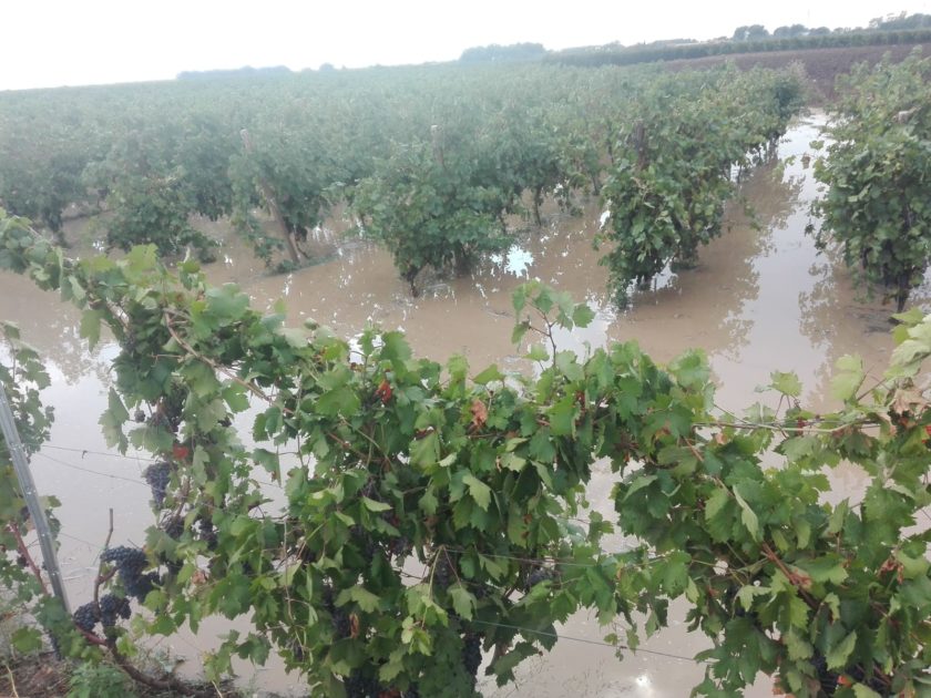 CIA Puglia: "Agosto nero per l'agricoltura, campagna vitivinicola a rischio"