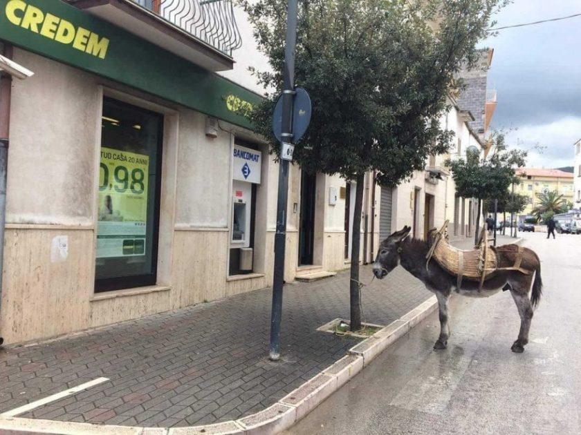 FOTONOTIZIA - Parcheggia l'asino e si reca in banca. Diventa virale la foto sul web