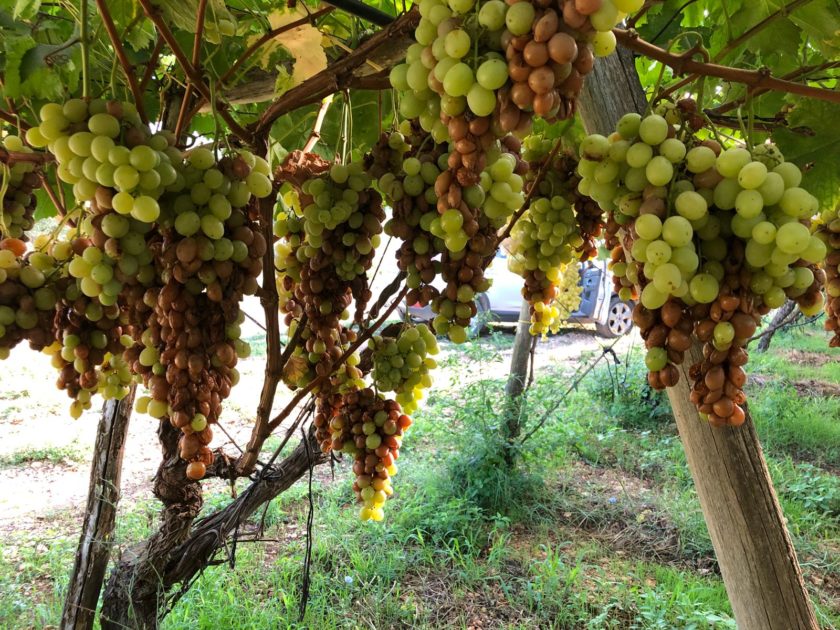 CIA Puglia: "Agosto nero per l'agricoltura, campagna vitivinicola a rischio"
