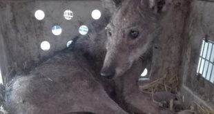 Ancora "prognosi riservata" le condizioni del piccolo lupo ritrovato ad Avetrana