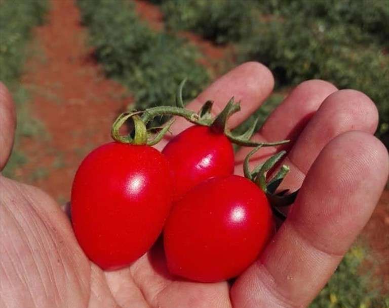 Presidio Slow Food: Il “Pomodorino di Manduria”, rigorosamente biologico