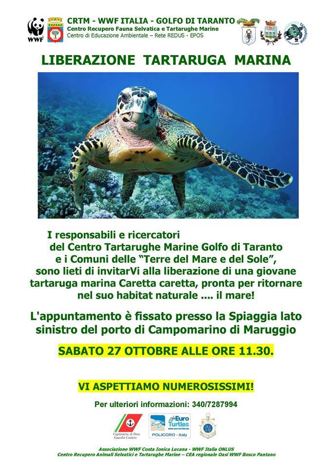 Tornerà in mare, a Campomarino di Maruggio, esemplare di tartaruga Caretta caretta