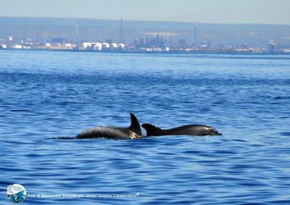 Ambiente: La FLICU Unesco premia la Jonian Dolphin Conservation
