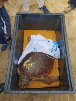 Campomarino di Maruggio. Rimessa in libertà "Giulietta", tartaruga della specie Caretta caretta - Foto e Video