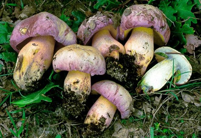 Intossicazione da funghi: Intera famiglia di 9 persone è finita nel Pronto Soccorso del “Vito Fazzi”