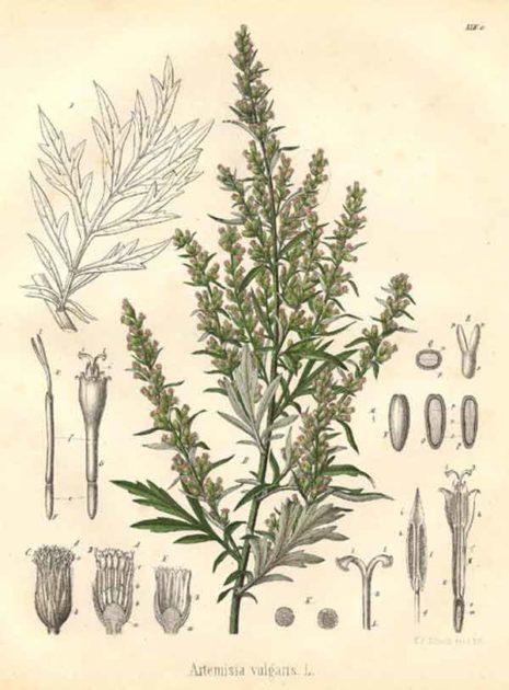 Piante della nostra flora spontanea: usi medicinali, magici e afrodisiaci dell' Artemisia