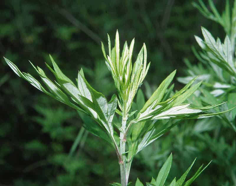 Piante della nostra flora spontanea: usi medicinali, magici e afrodisiaci dell' Artemisia