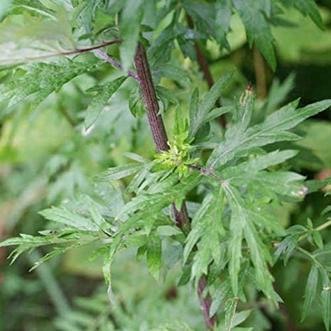 Piante della nostra flora spontanea: usi medicinali, magici e afrodisiaci dell' Artemisia