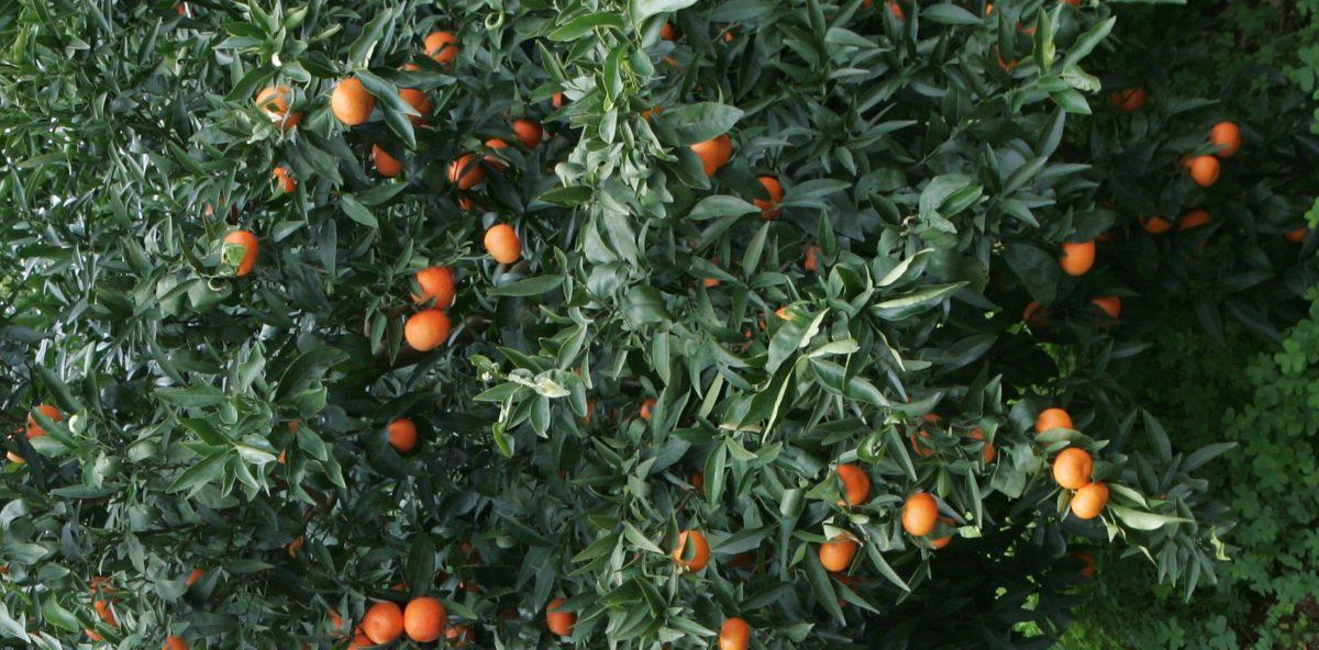 Taranto, agrumi invenduti e arrivano arance dal Sudafrica