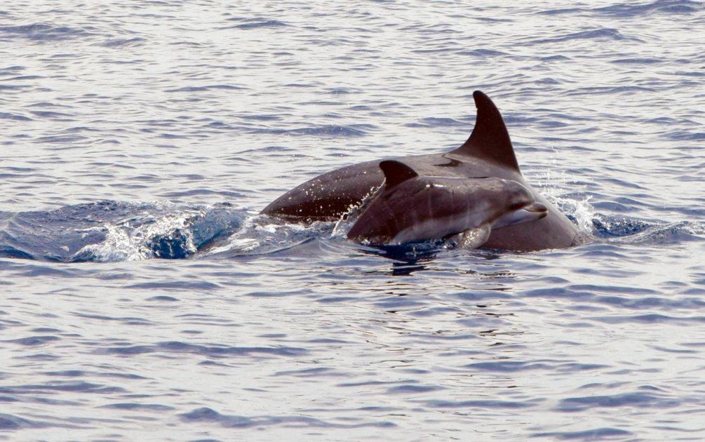 La Jonian Dolphin Conservation chiede al Sindaco Rinaldo Melucci di guidare la mobilitazione del territorio per la salvaguardia dei nostri mari