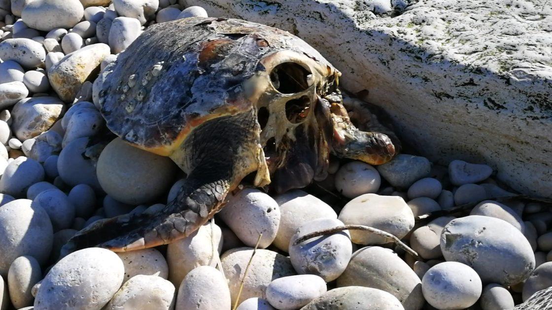 Cinque tartarughe decapitate sulla costa barese, forse riti pesca: Wwf Molfetta denuncia su Facebook