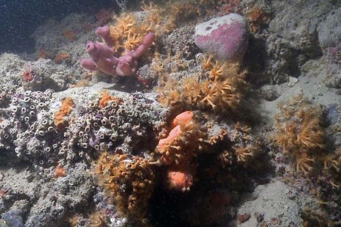 Straordinaria scoperta in Puglia. Barriera corallina unica nel Mediterraneo